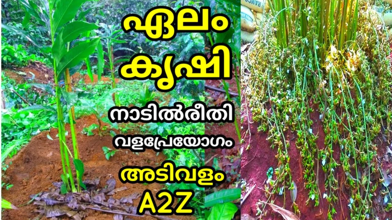 Cardamom ഏലം കൃഷി എങ്ങനെ ആരംഭിക്കാം #Elamkrishi how to start cardamom farming #elam