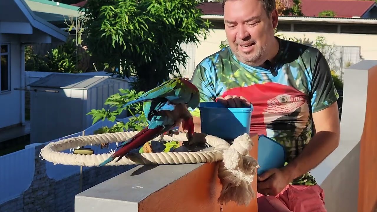 Le soleil de Tahiti se lève sur mon perroquet Jackson 14 ans