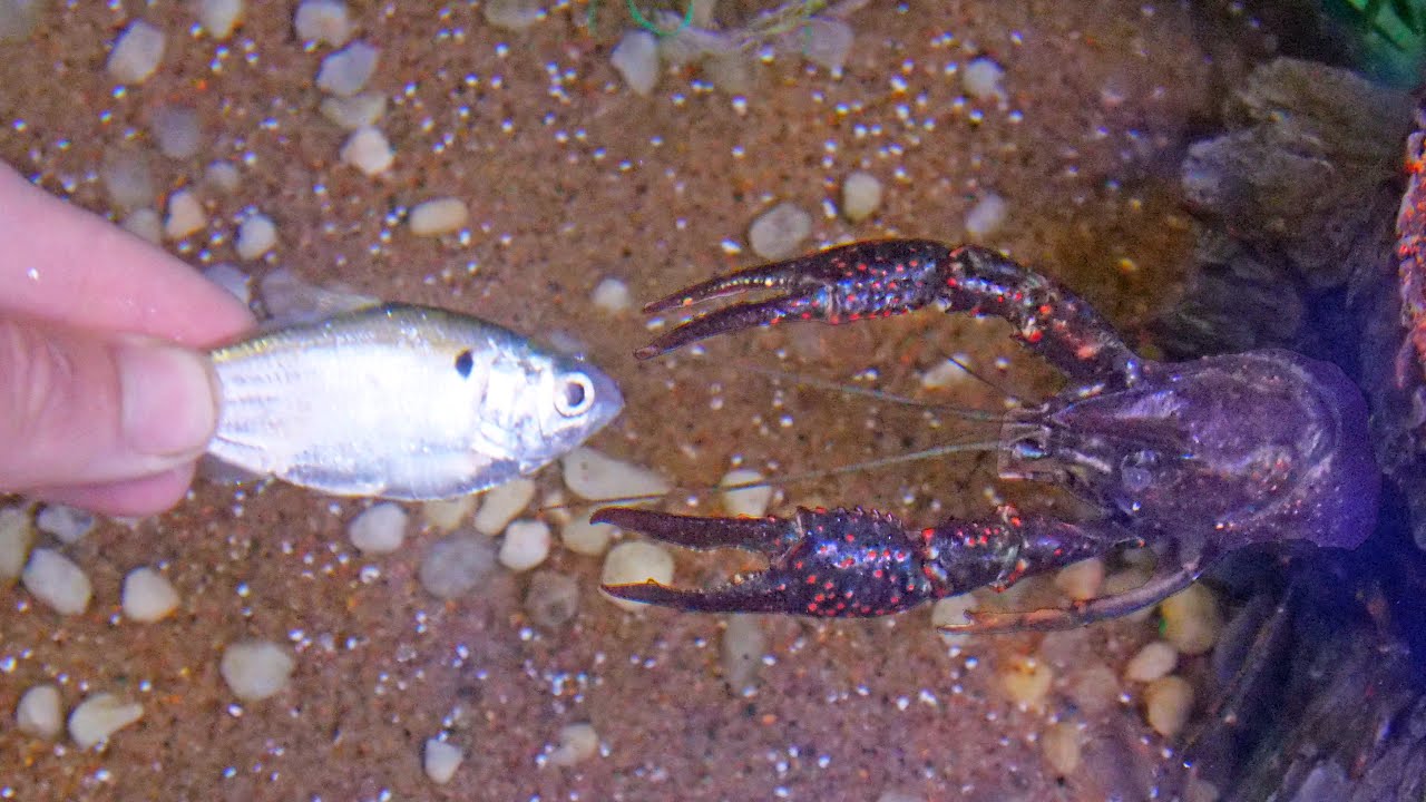 Hand Feeding My Pet Crawfish!