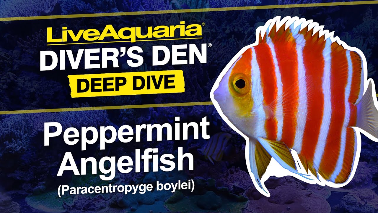 Глубокое погружение LiveAquaria® Diver’s Den®: Морская скалярия Paracentropyge boylei (Paracentro...