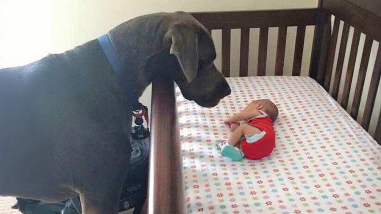 Big Dog Can't Hold Back His Emotion At First Meeting His Baby Sister❤️