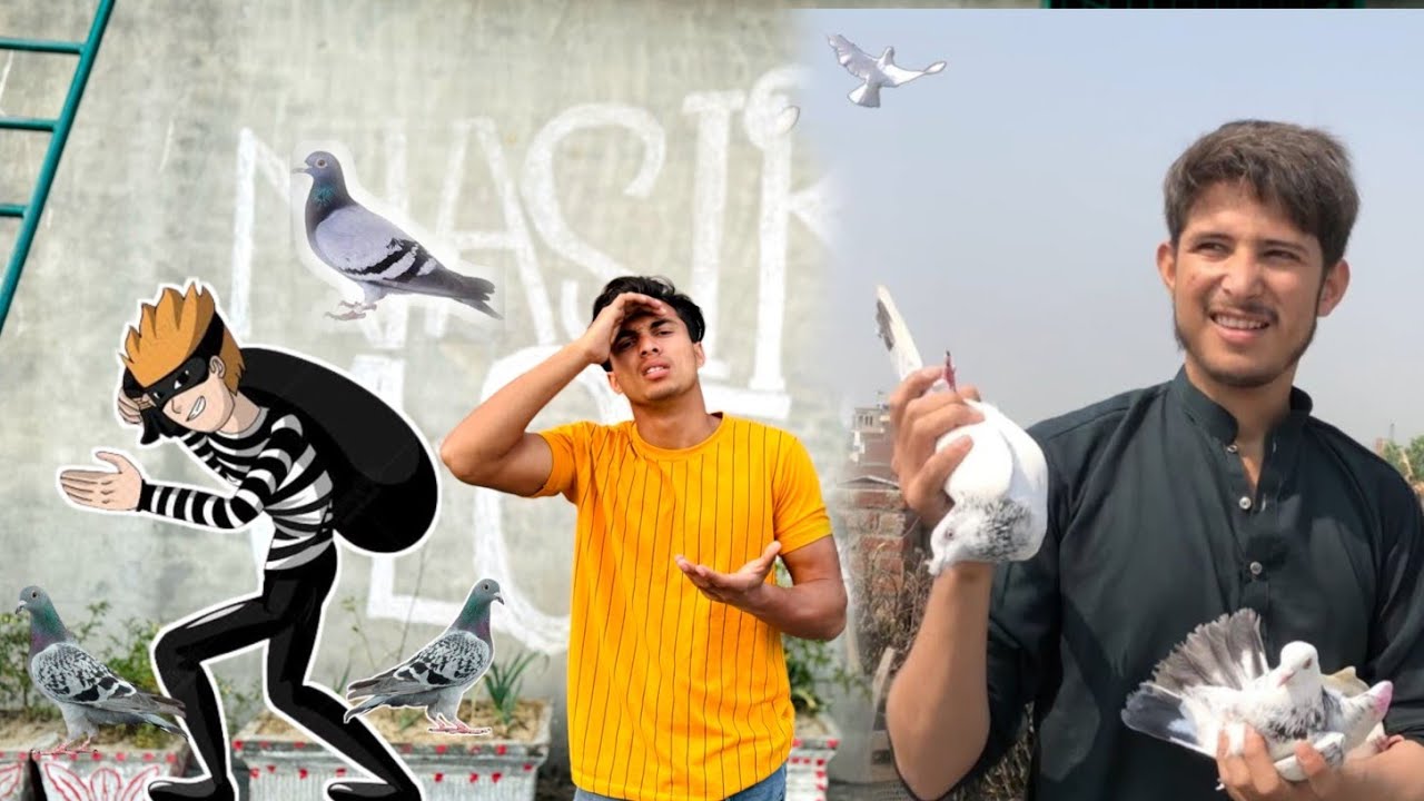 Kabooter Chori Ho Gai Sara Lakin Kasa?