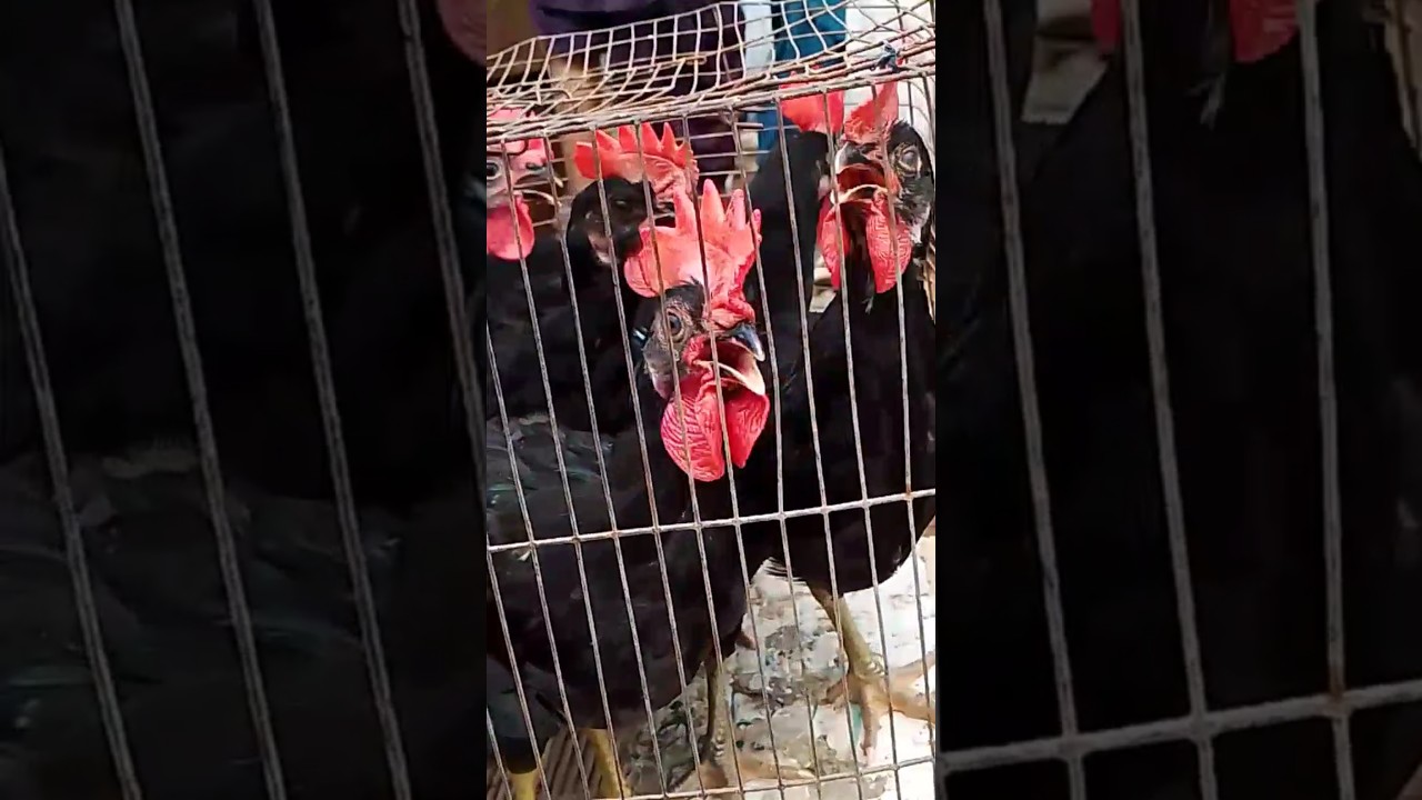 Black Astralop Murgha Rooster #astralop #black #roosterfarm #rooster #shorts