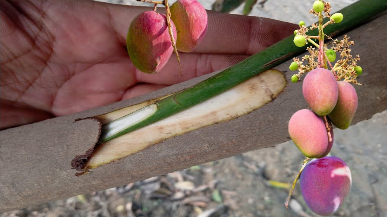 Veneer Grafting of Mango Trees | Veneer Grafting For Beginners | 100% Successful Grafting Techniques