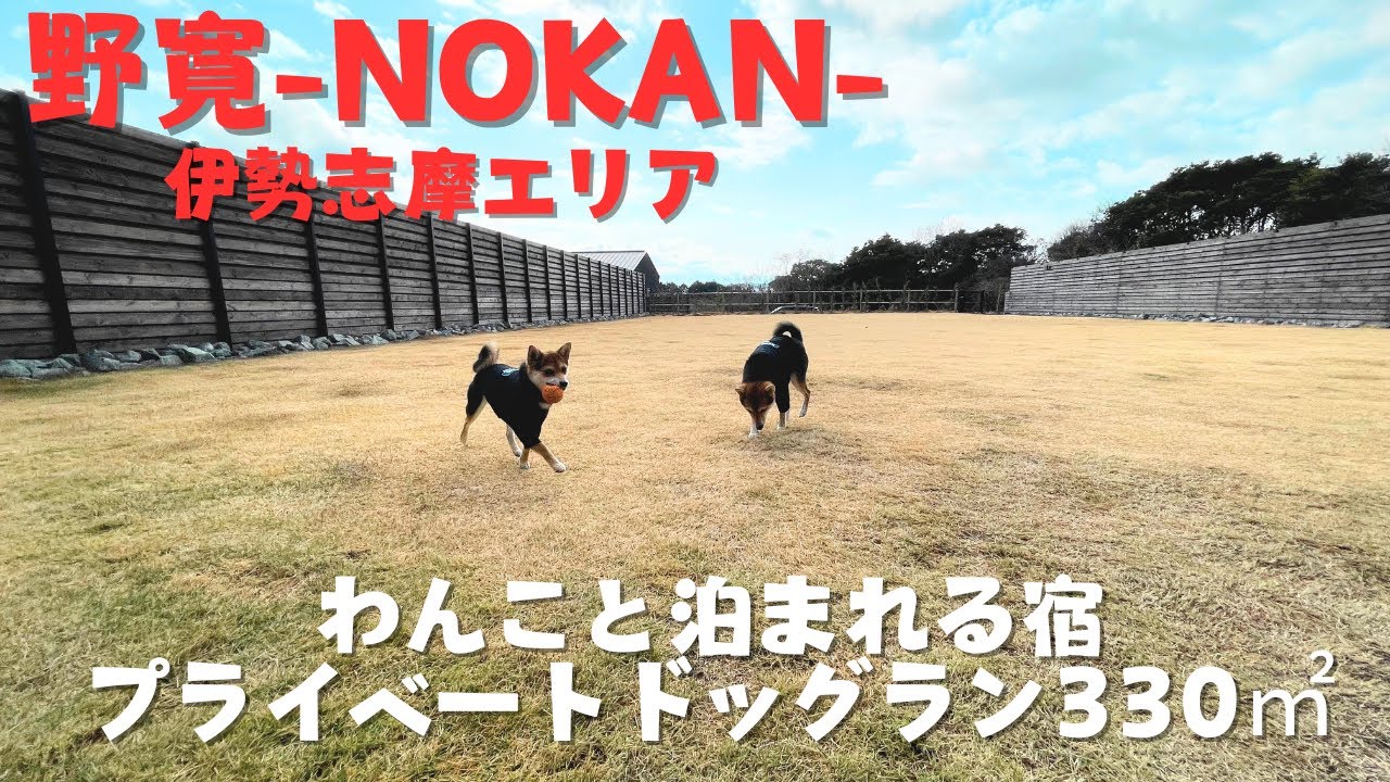 【三毛柴姉妹ケケとムイ】広すぎるプライベートドッグランで帰るぎりぎりまで遊びました