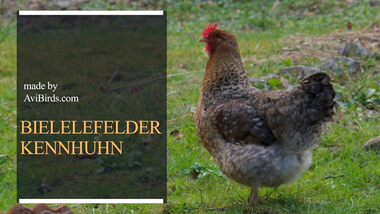Bielelefelder Kennhuhn