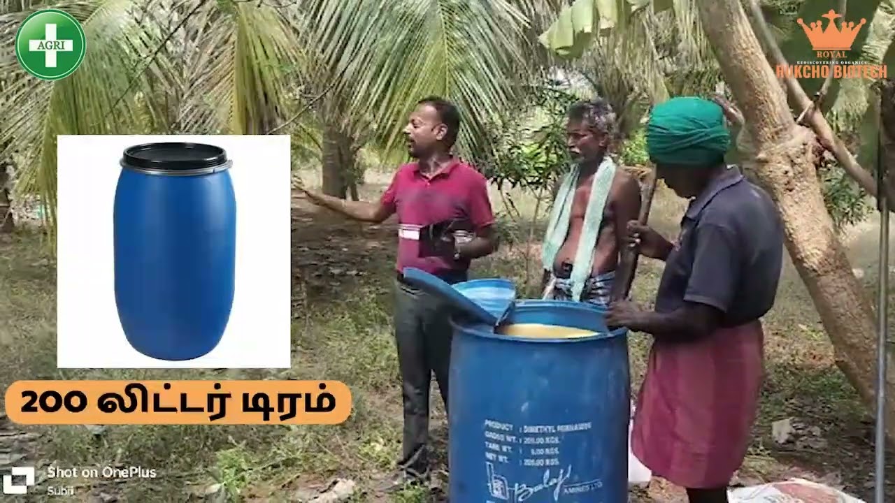 ருகோஸ் சுருள் வெள்ளை ஈக்களை நிரந்தர மற்றும் நீண்டகாலம் கட்டுப்படுத்துவது Rugose white flies control