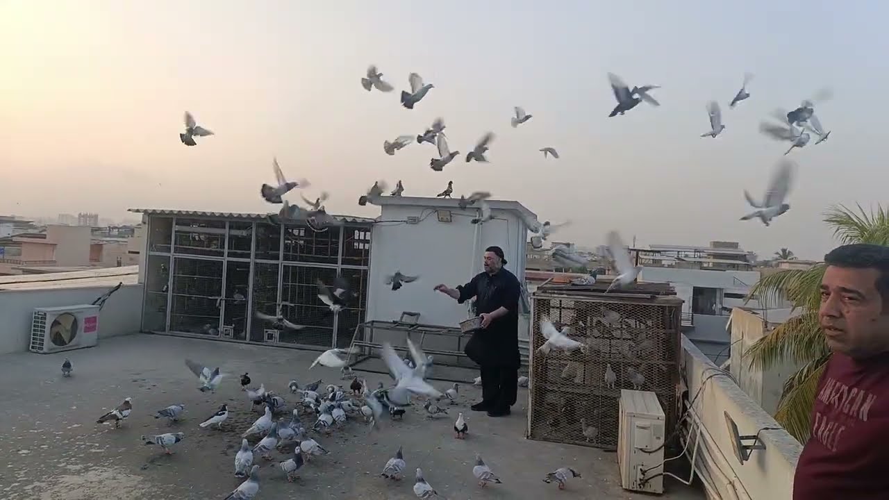Khalifa Riaz USA Walay ne Ki Khulat 105 Desi Chitty Lalband Kabooteron Ki Fighter Gola Pigeons Loft 