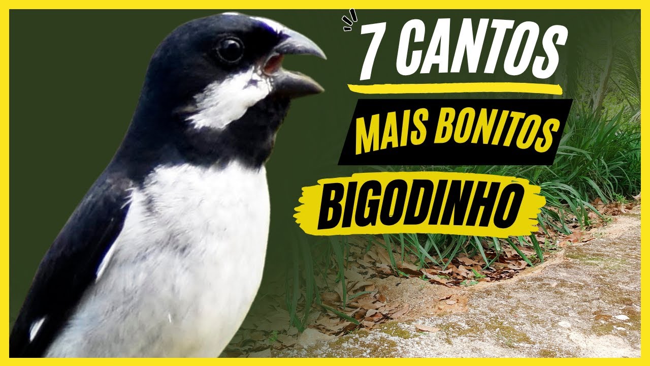 TOP 7: Cantos De 