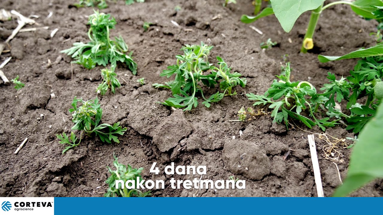 Viballa - novi herbicid u suncokretu sa Arilex aktivnom materijom