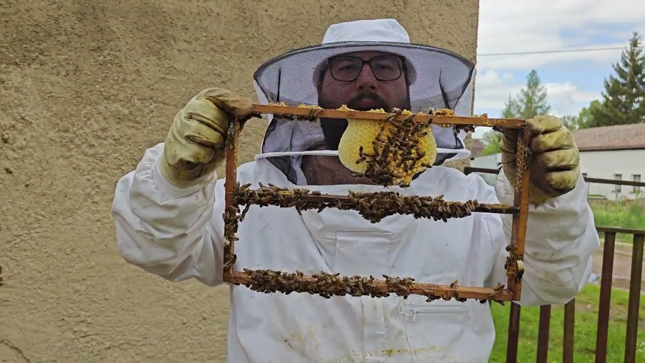 Wie entsteht Bienenwachs? (2025) Erkl&auml;rung #imker #bienen