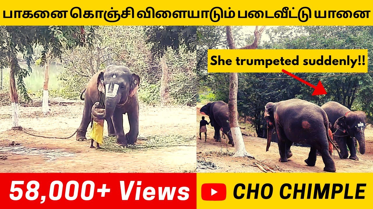 நடைபயிற்சியில்  பிளிறிய யானைகள் 😱 | Thekkampatti Elephant Camp 2021 | Day 11 Evening | Cho Chimple