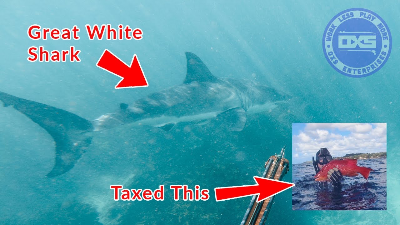 Spearfishing With a Great White Shark In New Zealand - Getting Taxed