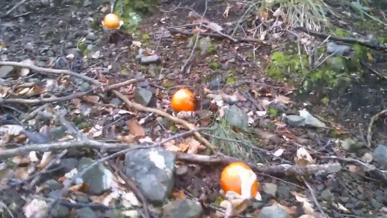 Retxera increïble, ou de reig