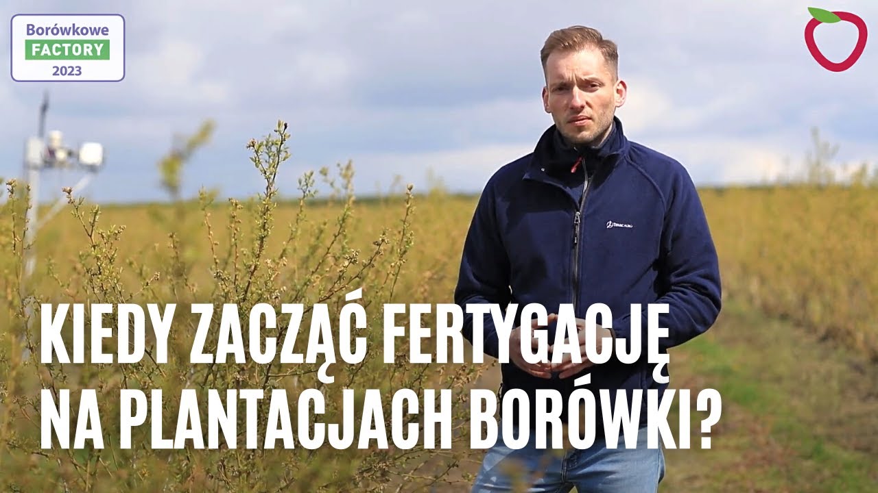 Kiedy zacząć fertygację na plantacjach borówki?