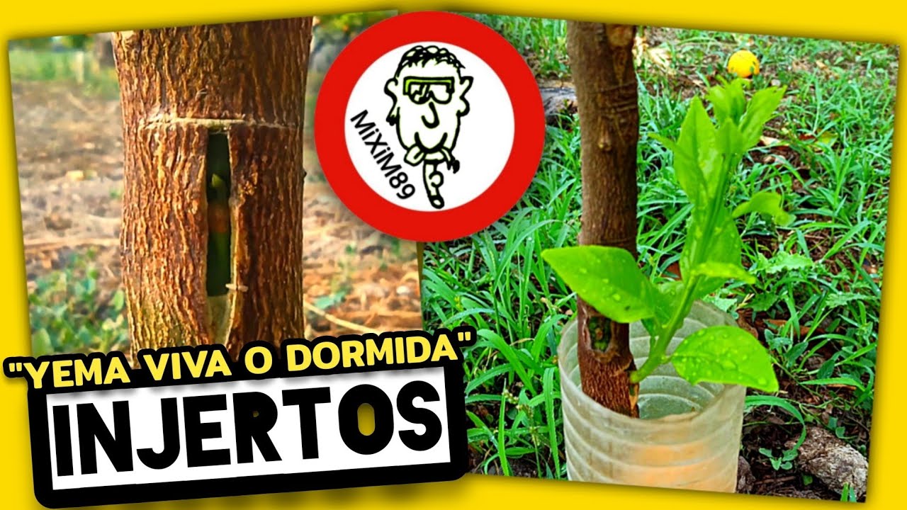 INJERTOS CÍTRICOS 