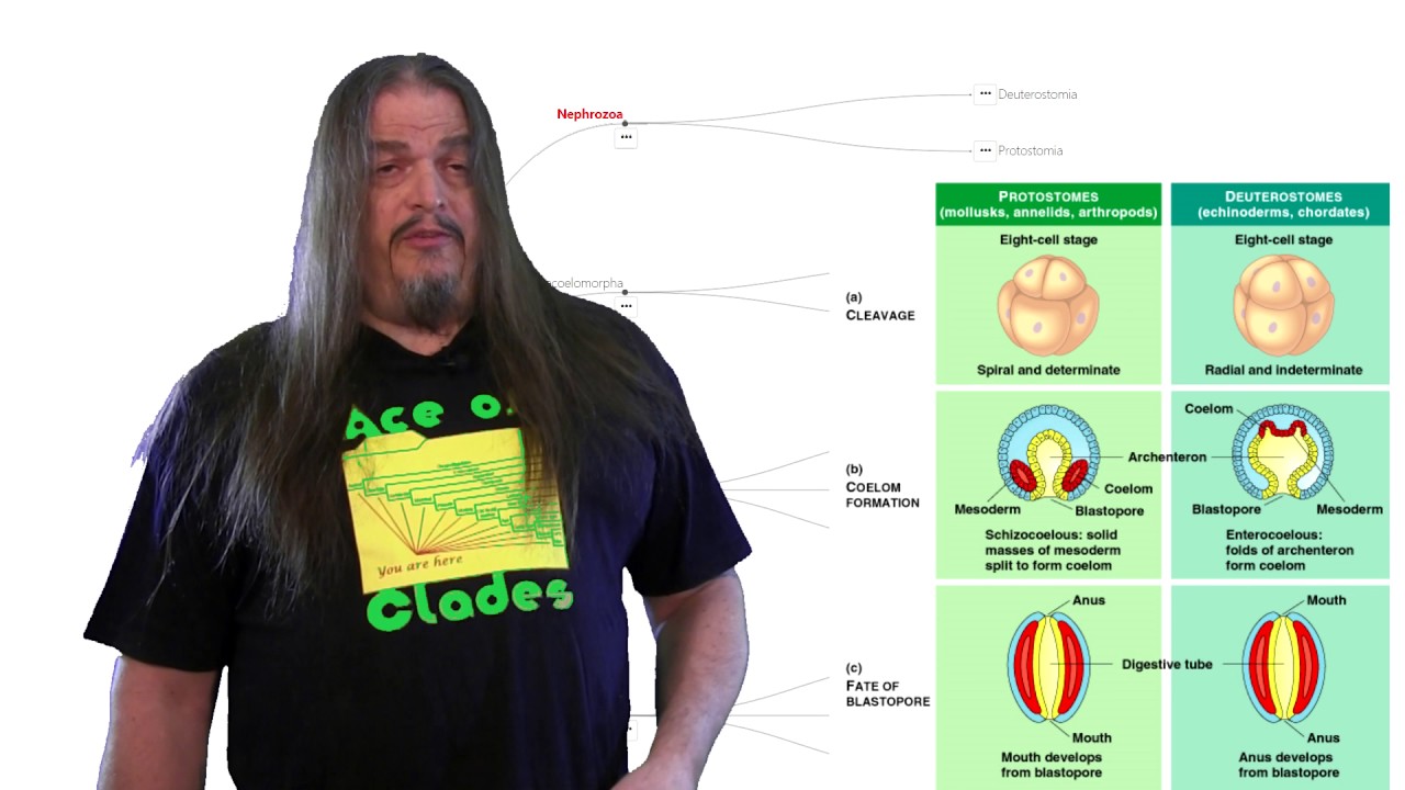 Systematic Classification of Life ep6 - Deuterostomia