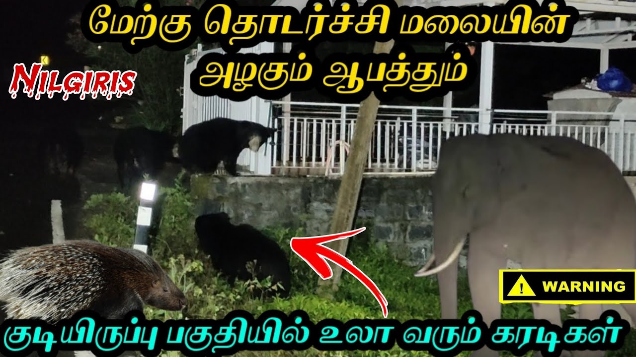 குடியிருப்பு பகுதியில் உலா வரும் கரடிகள்|அழகும் ஆபத்தும் நிறைந்த மேற்கு தொடர்ச்சி மலைகள்|nilgiris