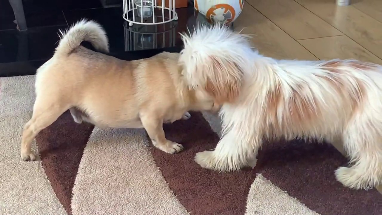 PUG VS SHIH TZU | FIGHT OF THE YEAR (FUNNY)