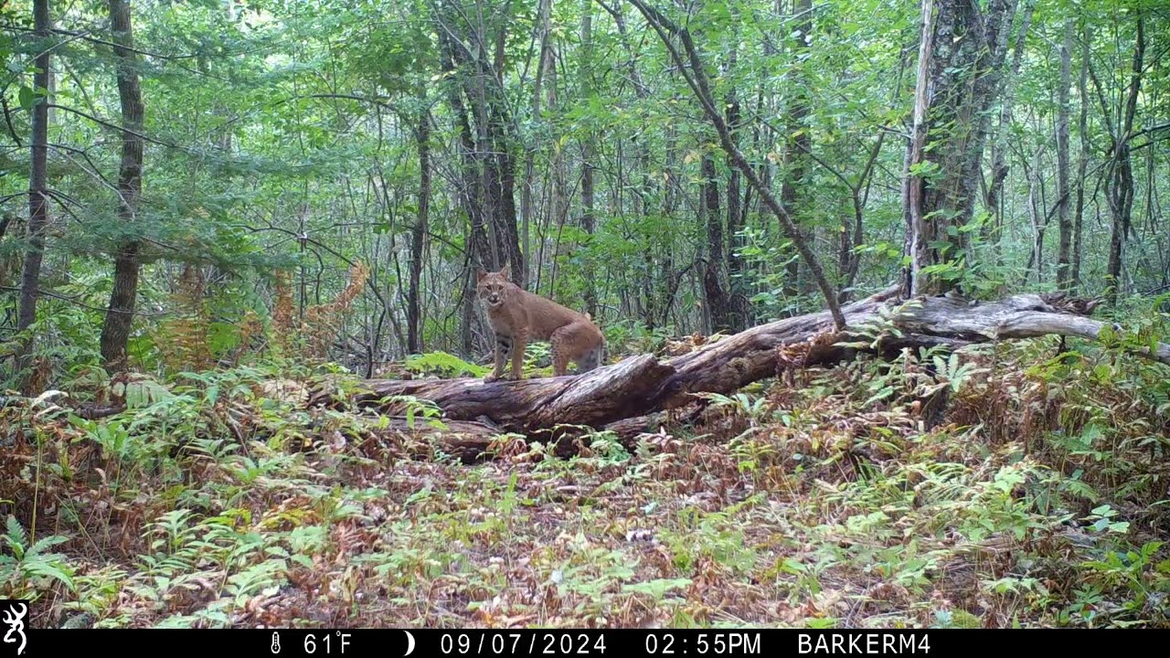 2024 Maine Wildlife Out and About Trail Camera Footage Part 2