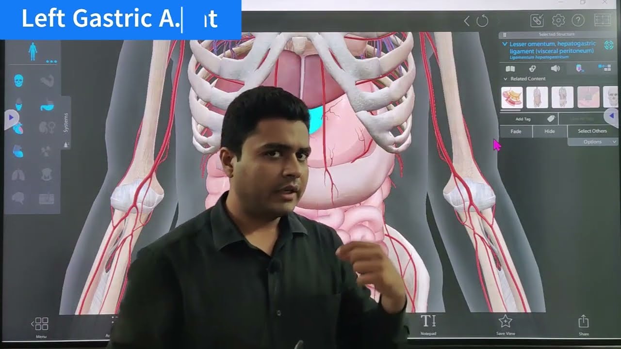 Left Gastric Artery | Short Description | Abdomen Anatomy | Coeliac Trunk Branch