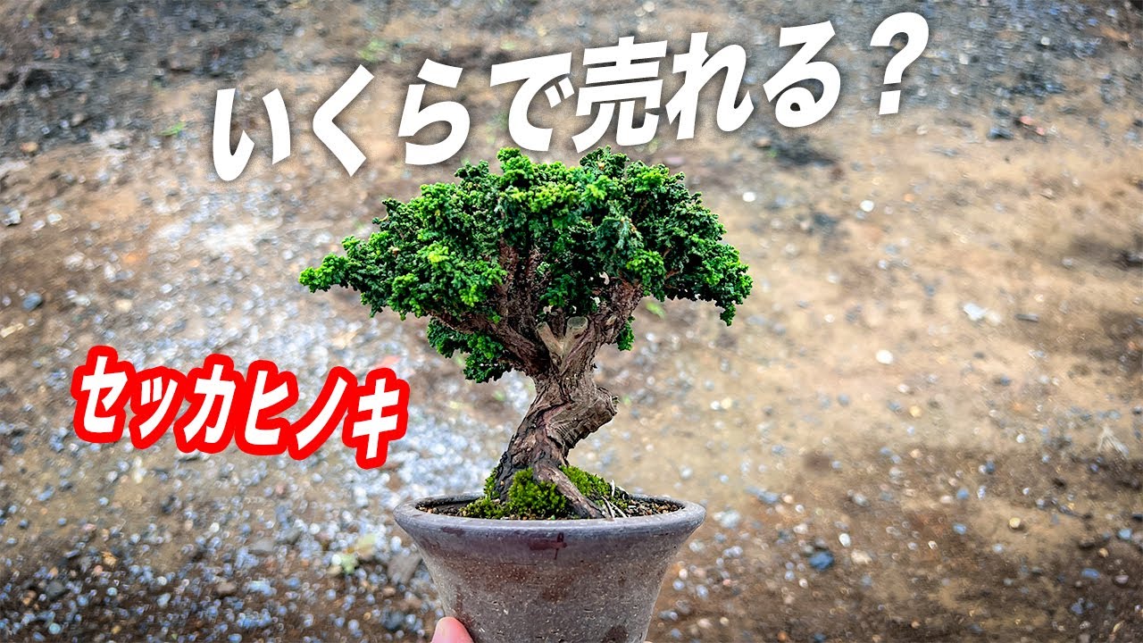 この石化檜ヤフオクに出します #盆栽 #bonsai
