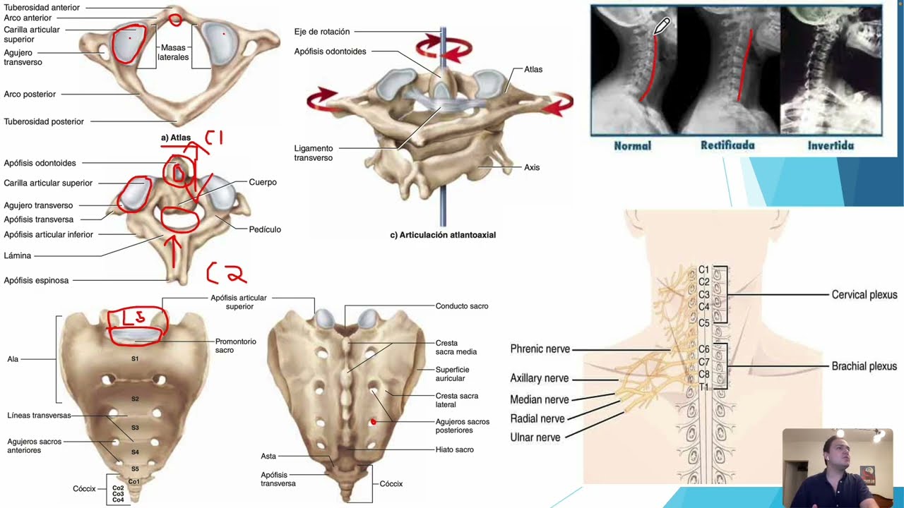 Anatomofisiología Osea 2