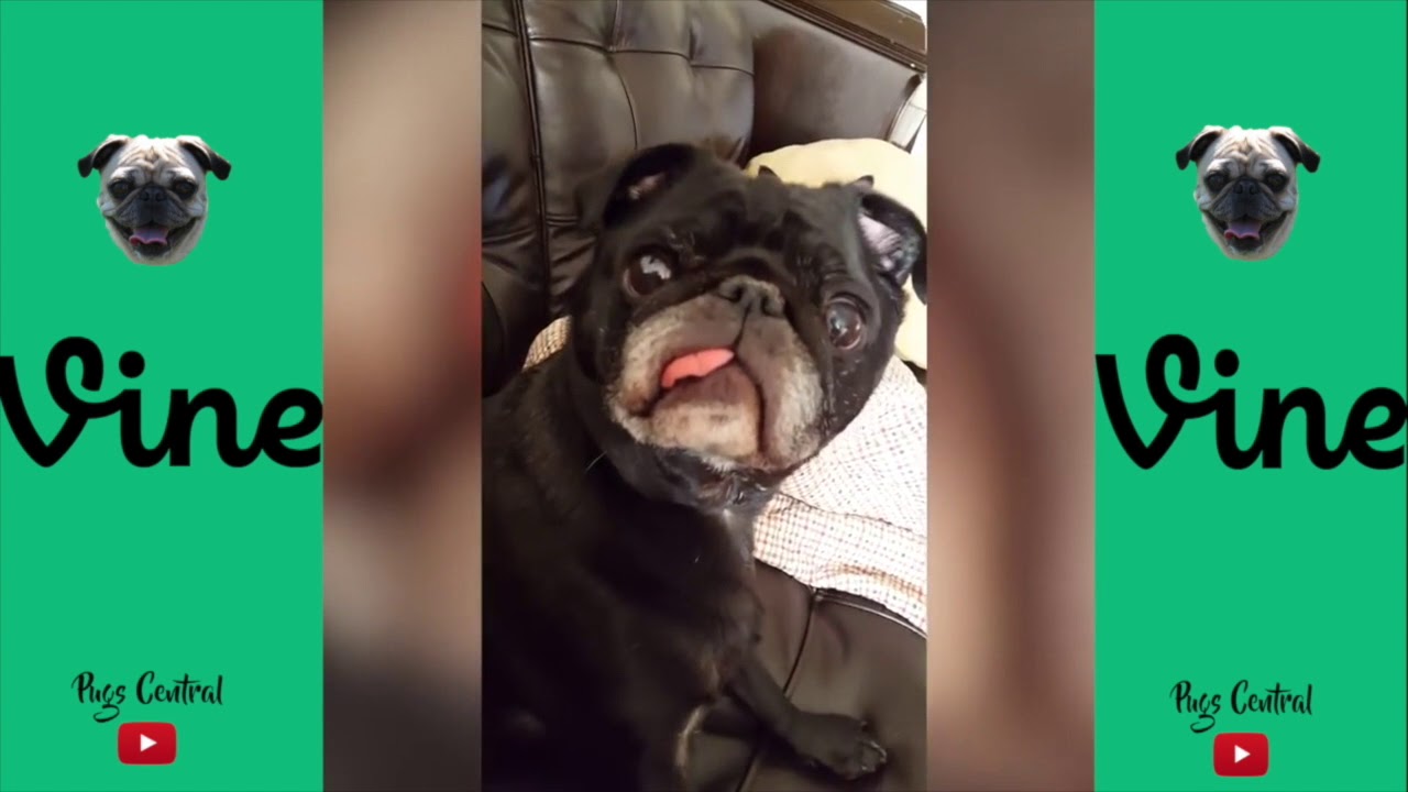 Funny Pug Vine Compilation ► HD