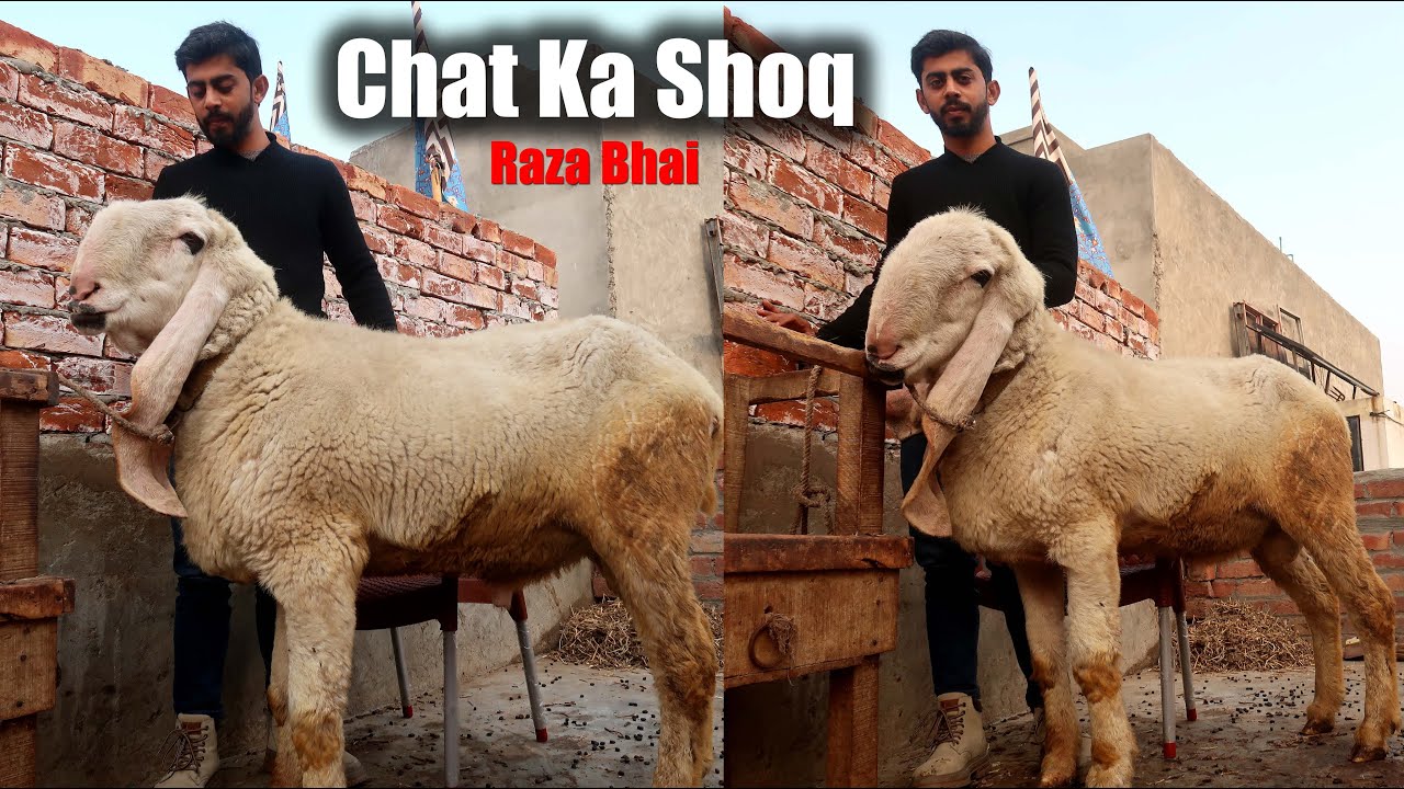 Breeder Kajla Chatra & Beetal Goats Of Raza Bhai - Chat Ka Shoq Lahore 2026