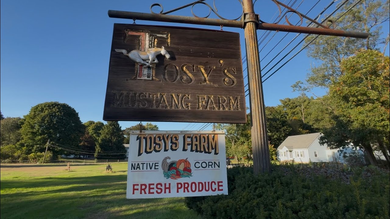 Exploring the Legendary Mustang Junkyard in New England.. Tosy's Ford Mustang Farm