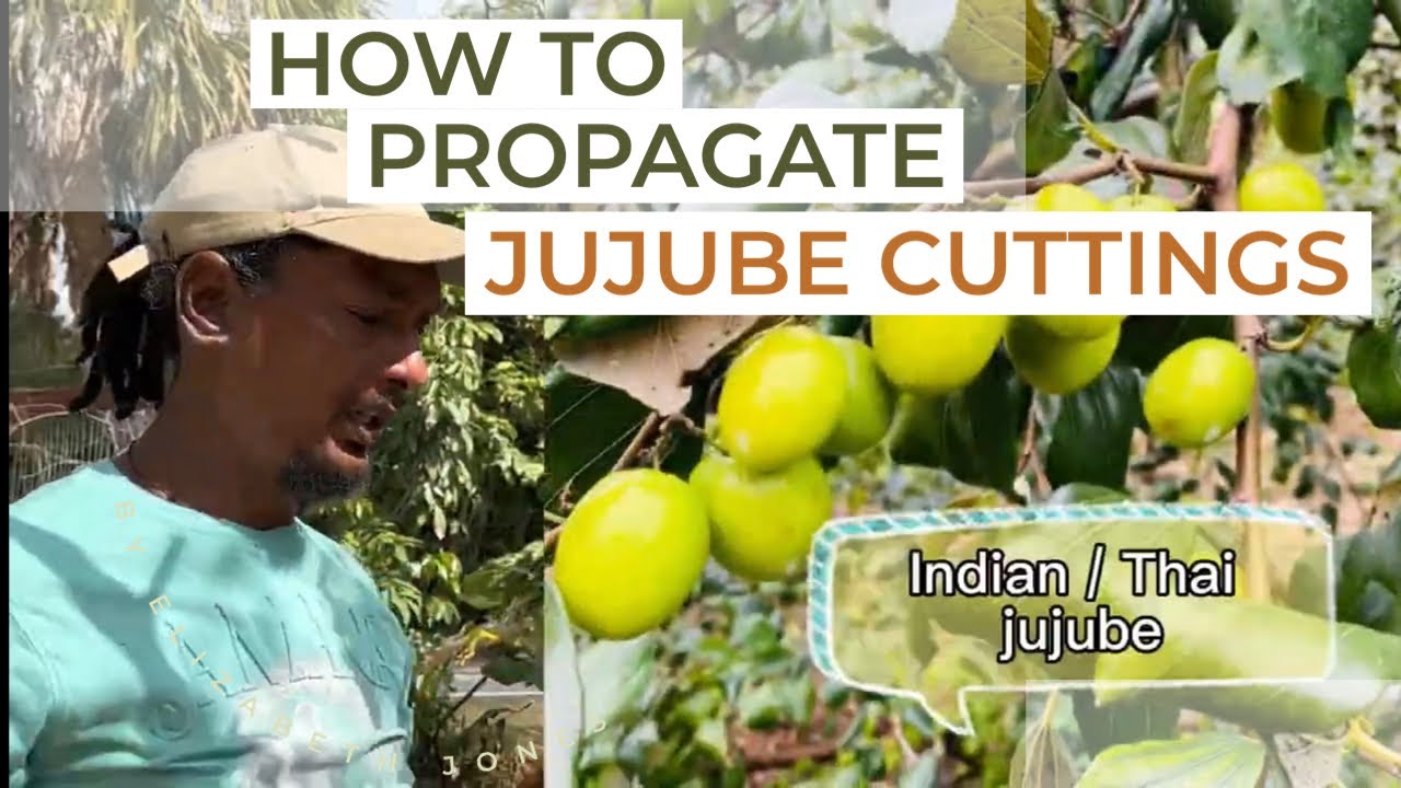 How to propagate jujube Or Chinese dates from cuttings 