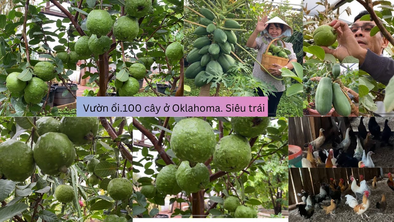 Vườn ổi.100 cây ở Oklahoma. Siêu trái  dt;405-651-0692-7003-country ln Tuttle ok  73089🙋‍♂️❤️🥰# 244