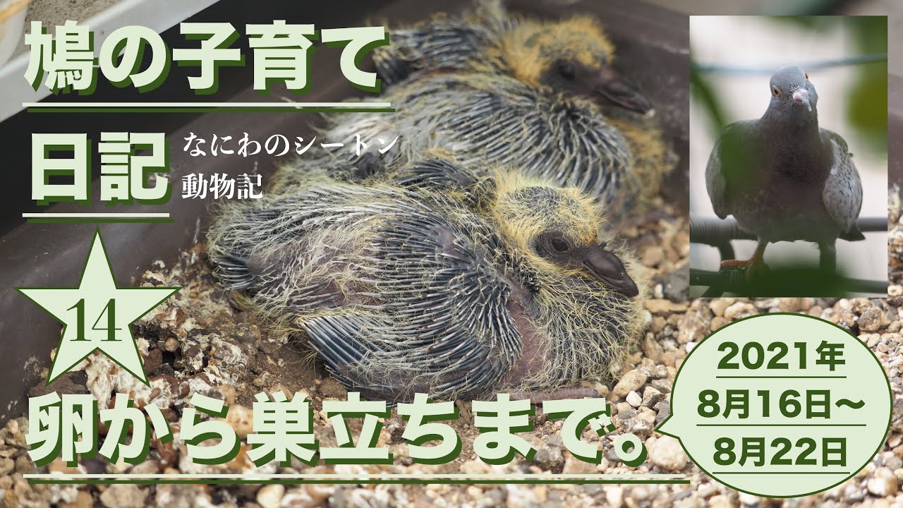 「鳩の子育て日記 14：卵から巣立ちまで@210816〜」ひな鳥の成長〜独り立ちにしても育った場所に戻りたいようです。／なにわのシートン