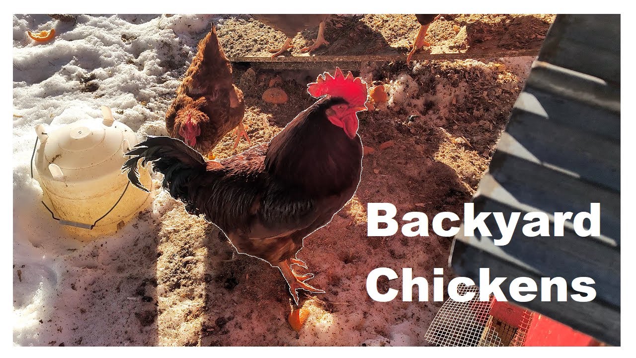 Backyard Chickens