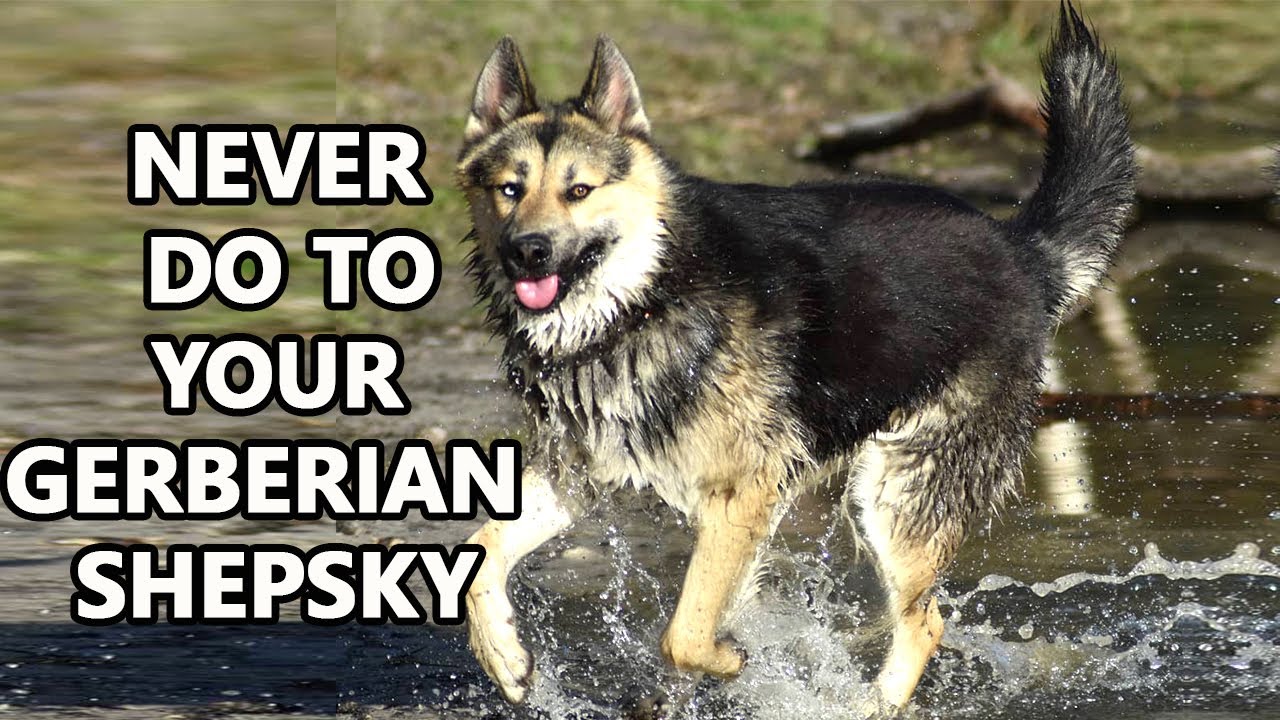 9 Mistakes That Shorten Your Gerberian Shepsky Life