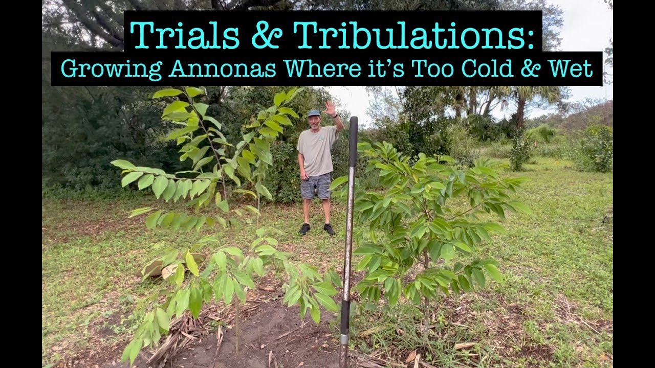 Trials & Tribulations: Growing Annonas Where it's Too Cold & Wet