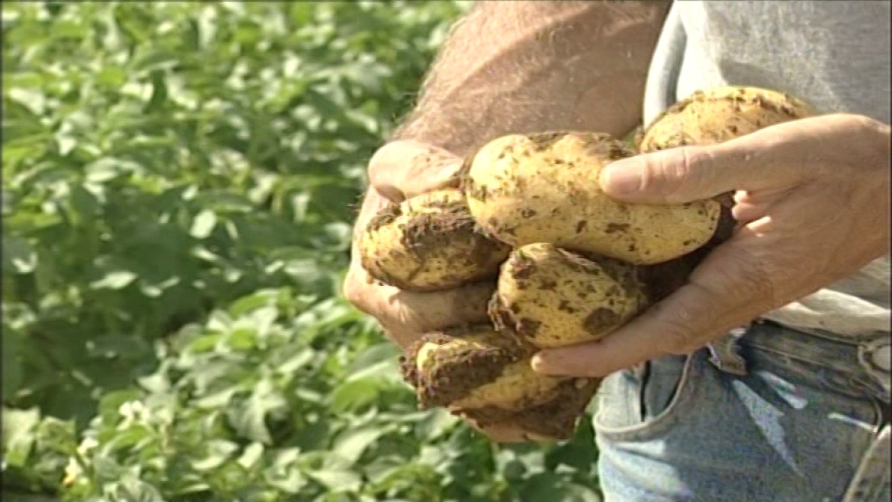 Fertilización de la patata