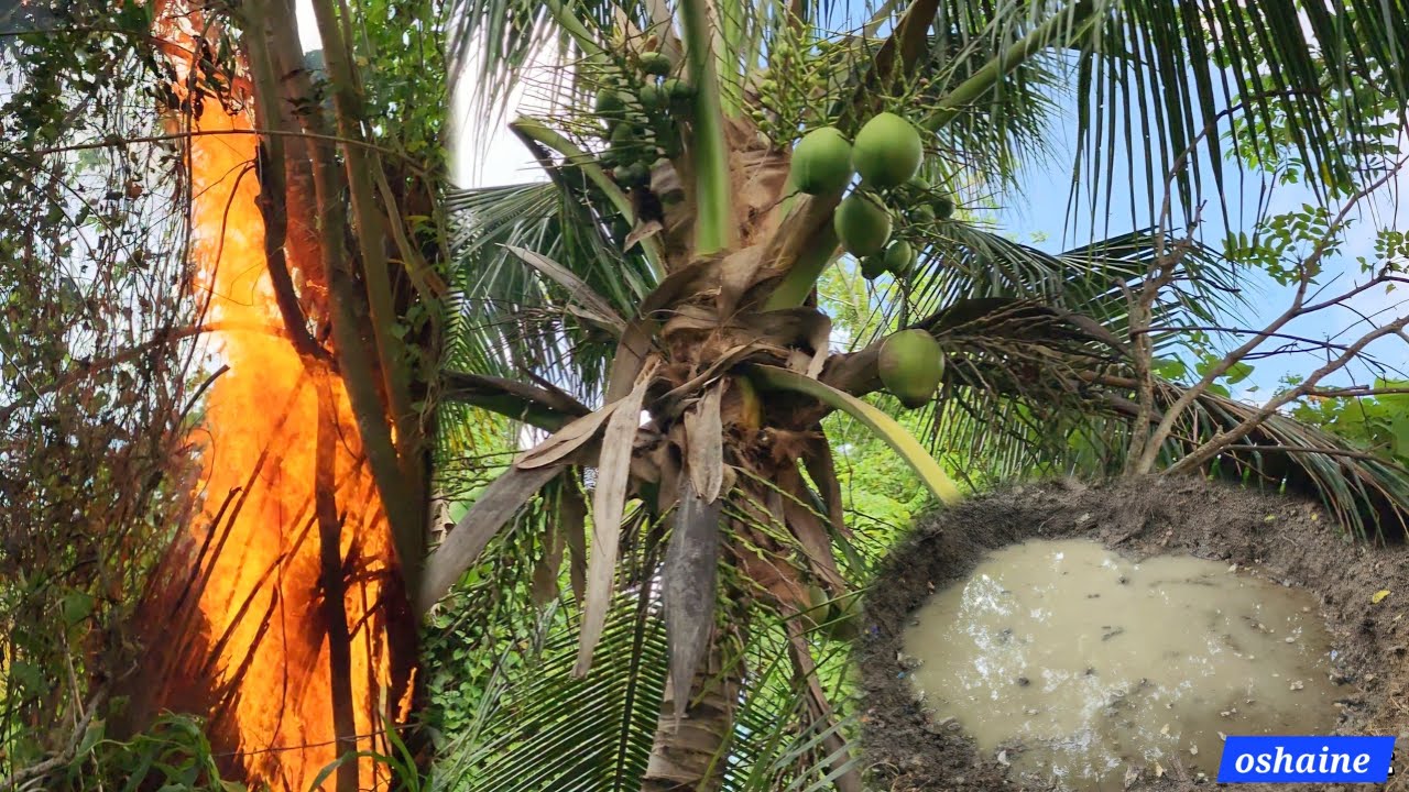 Wild Fire🔥🔥 |  Green Skin Coconut Tree  | Start Digging The Pit For My House #house project update