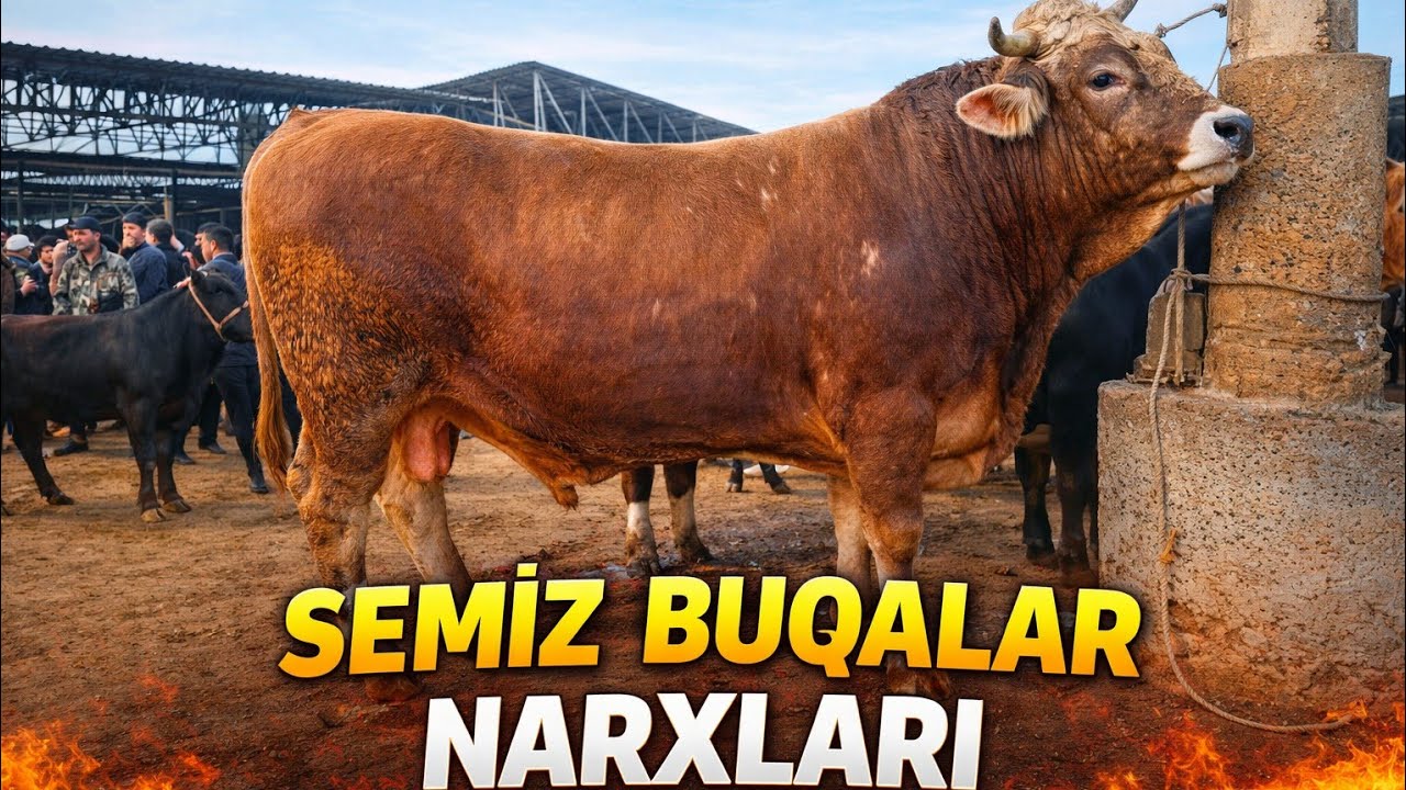 SEMIZ BUQALAR SAVDOSI YONDIRDI💥