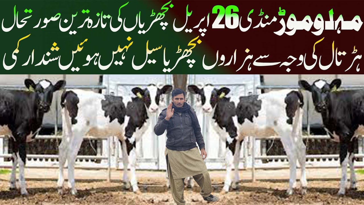 Heifers Price Update Jersey Friesian Australia American Heifers - Cow Mandi Malumor - Pakistan Mandi
