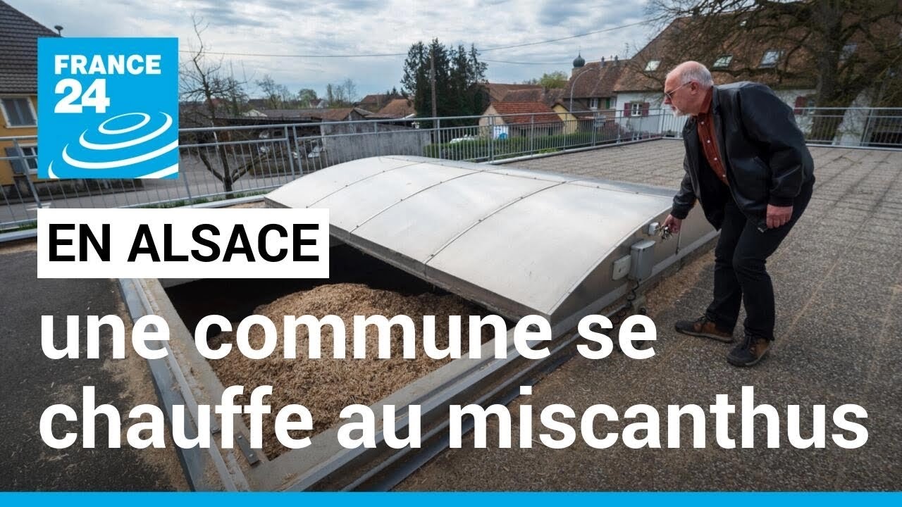 En Alsace, une commune se chauffe au miscanthus, une plante produite localement • FRANCE 24