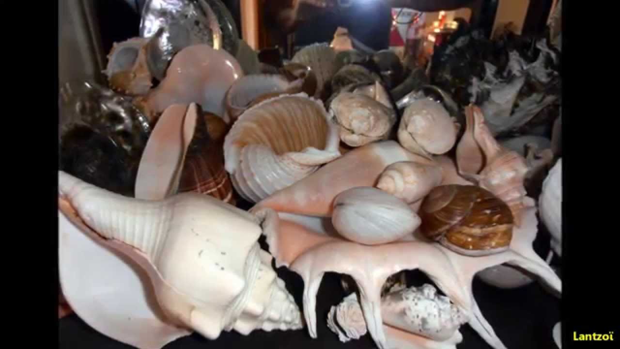 My Greek seashells collection