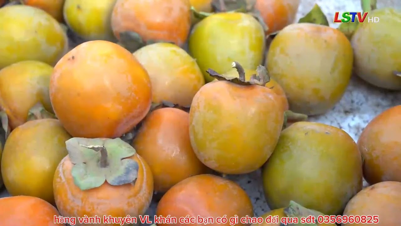 Hồng vành khuyên vào vụ 