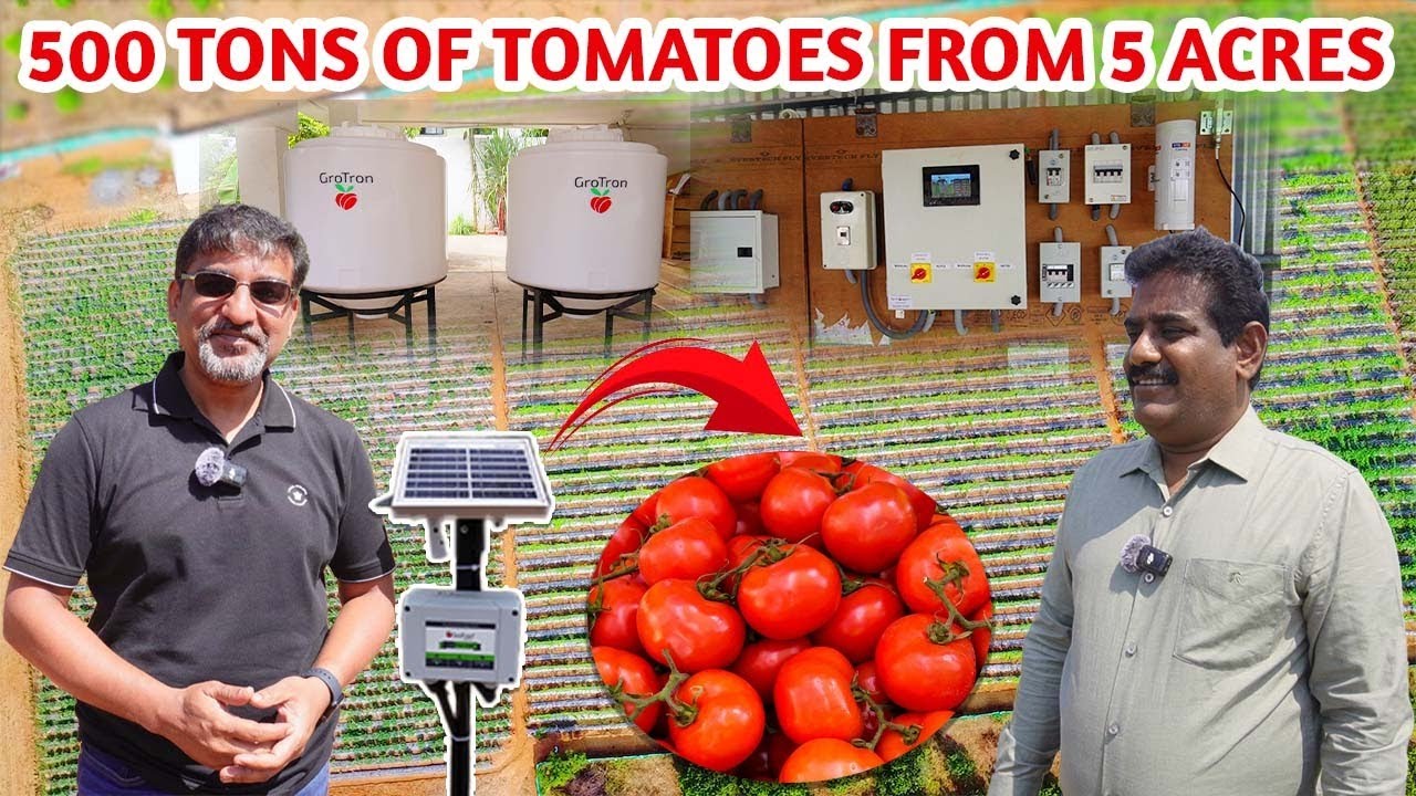 500 Tons of tomatoes from 5 acres | Tomato Farming | Gro Tron