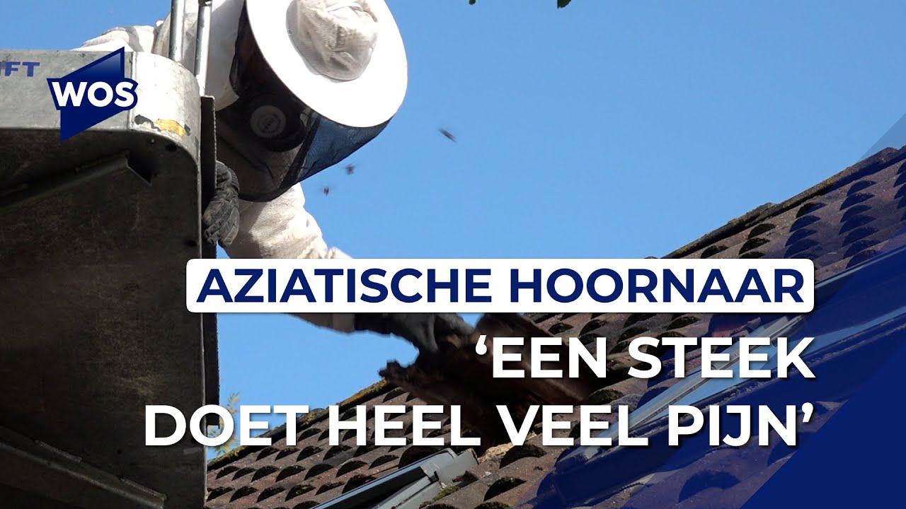 Nest vol Aziatische Hoornaars ontdekt: 'Het worden er steeds meer'