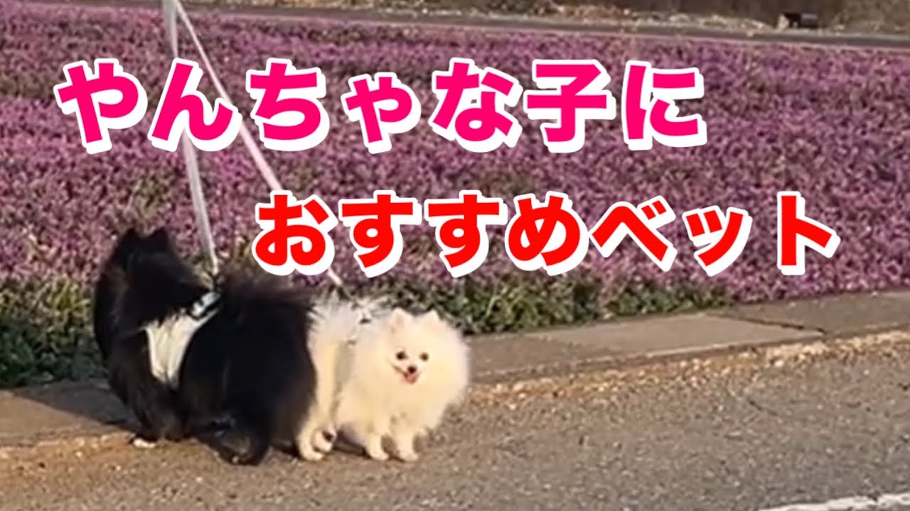 【必見】頑丈なベット見つけました
