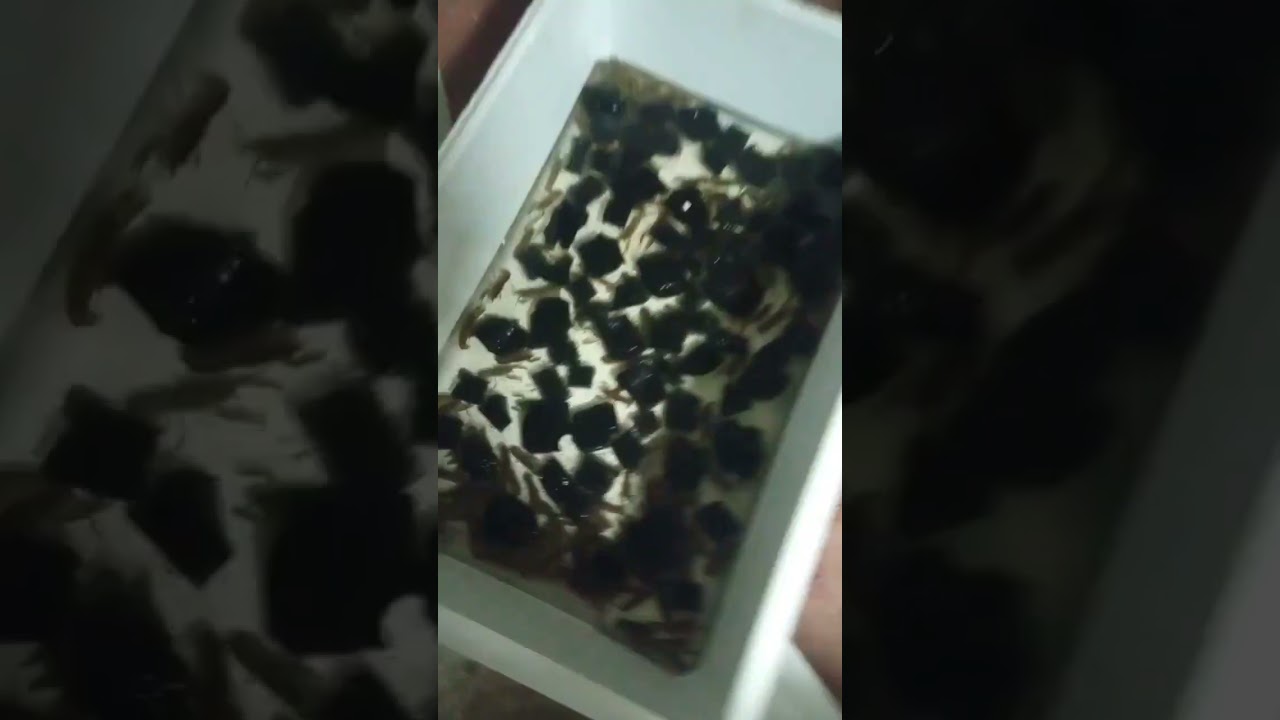 #АККР# РАК ДОЕХАЛ В БЕЛОРУССИЮ ВСЁ ХОРОШО.