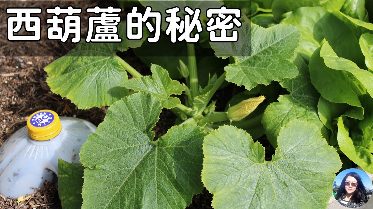 All secrets about zucchini planting 解開所有種西葫蘆的疑惑【超級詳細】收穫多到吃不完