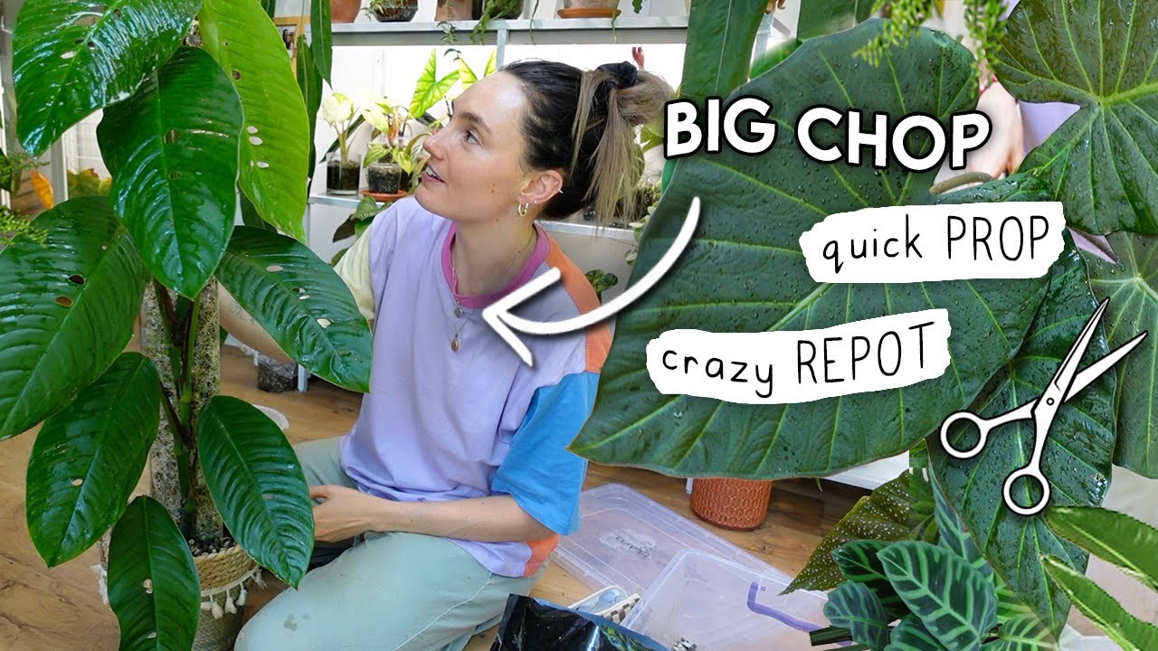 Chopping, Extending, Purging Plants + Rethinking 🌱