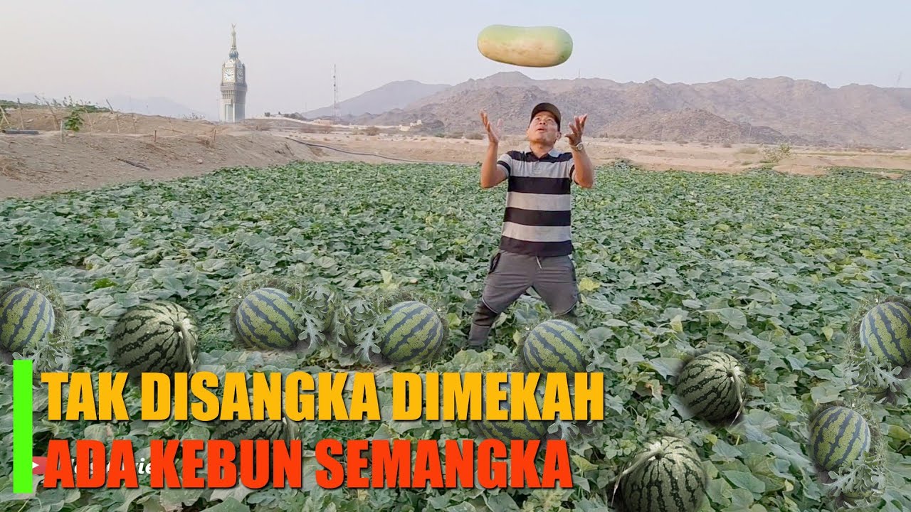 KAGET !! DIKOTA MAKKAH ADA KEBUN SEMANGKA🍉🍉🍉